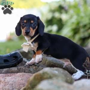 Duke, Dachshund Puppy